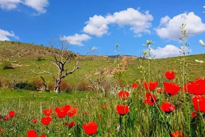 دستگیری شکارچیان غیرمجاز قبل از شروع به شکار در پارک ملی خجیر