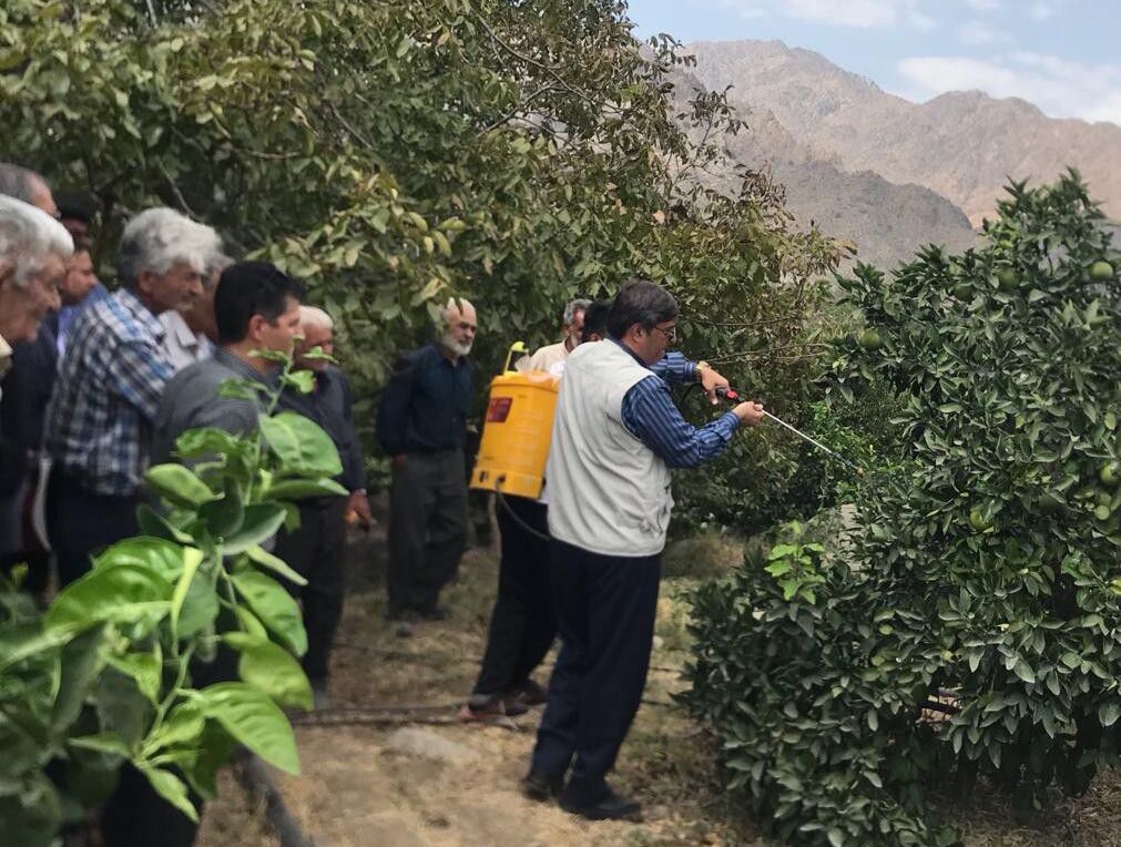 شرایط طغیان مگس مدیترانه‌ای در جنوب کرمان فراهم است/ باغداران مراقب باشند