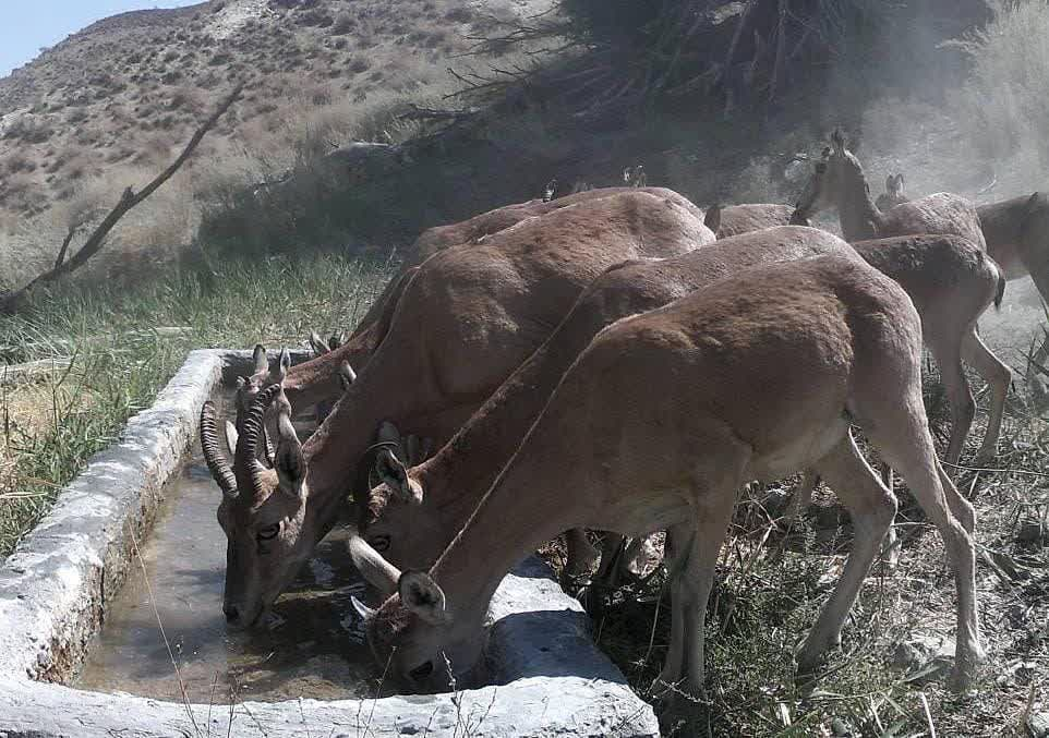 فیلم| ثبت تصویر ۲پلنگ در کوه سفید دماوند