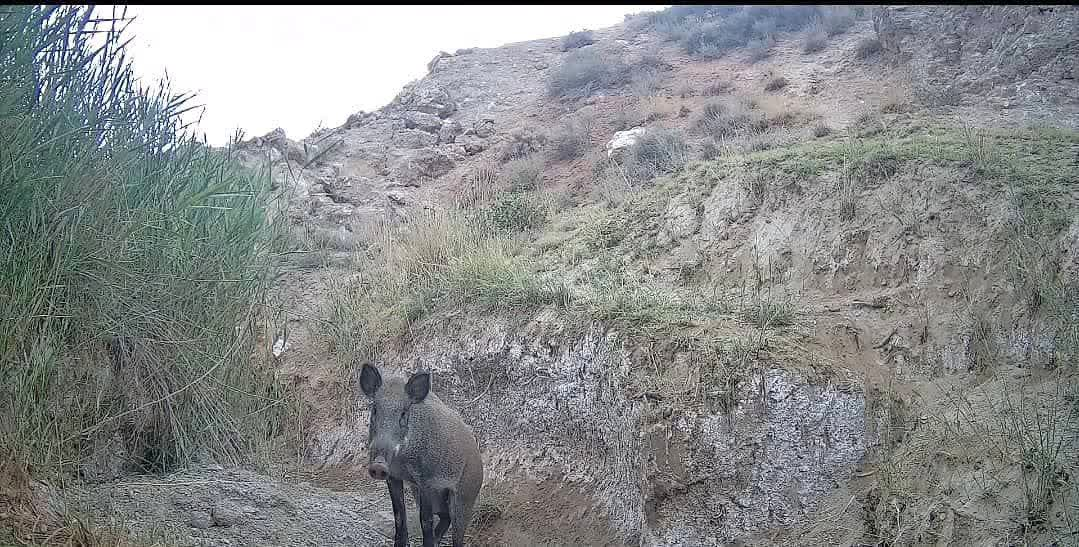 فیلم| ثبت تصویر ۲پلنگ در کوه سفید دماوند