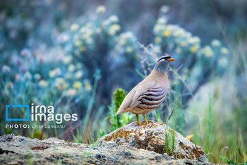 Observation ornithologique en Iran