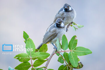 Observation ornithologique en Iran