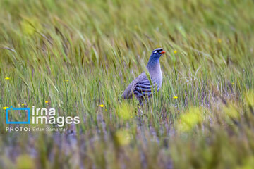 Observation ornithologique en Iran