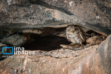 Observation ornithologique en Iran