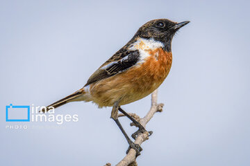 Observation ornithologique en Iran