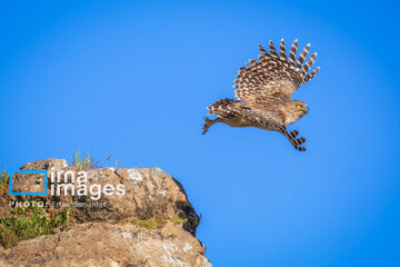 Observation ornithologique en Iran