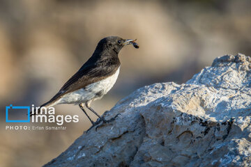 Observation ornithologique en Iran