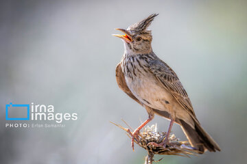 Observation ornithologique en Iran