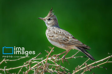 Observation ornithologique en Iran