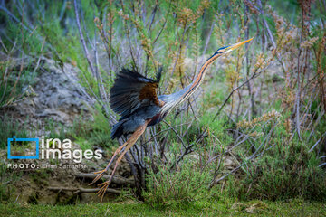 Observation ornithologique en Iran