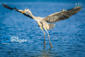 Observation ornithologique en Iran