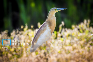 Observation ornithologique en Iran