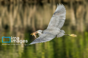 Observation ornithologique en Iran