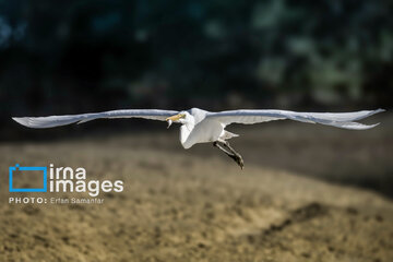 Observation ornithologique en Iran