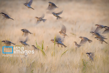 Observation ornithologique en Iran