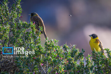 Observation ornithologique en Iran