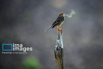 Observation ornithologique en Iran