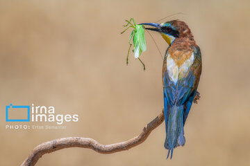 Observation ornithologique en Iran