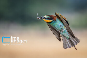 Observation ornithologique en Iran