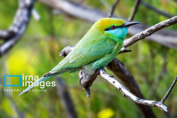 Observation ornithologique en Iran