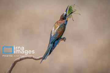 Observation ornithologique en Iran