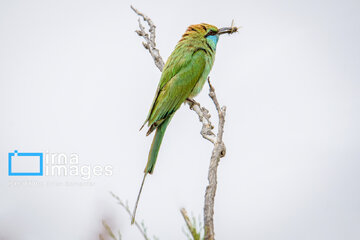 Observation ornithologique en Iran