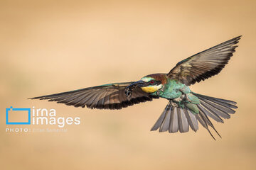 Observation ornithologique en Iran