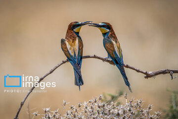 Observation ornithologique en Iran