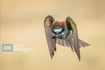 Observation ornithologique en Iran