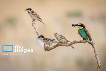 Observation ornithologique en Iran