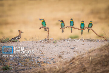 Observation ornithologique en Iran