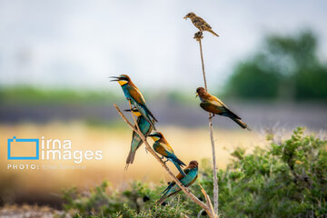 Observation ornithologique en Iran