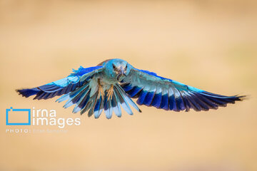 Observation ornithologique en Iran