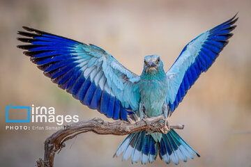 Observation ornithologique en Iran