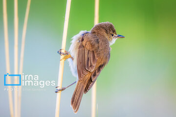 Observation ornithologique en Iran