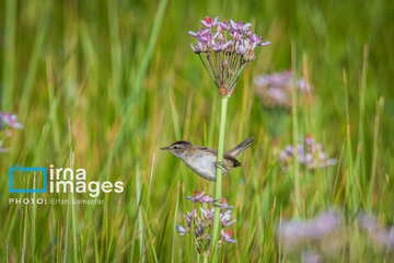 Observation ornithologique en Iran