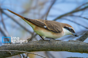 Observation ornithologique en Iran