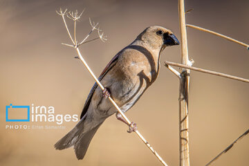 Observation ornithologique en Iran