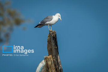 Observation ornithologique en Iran