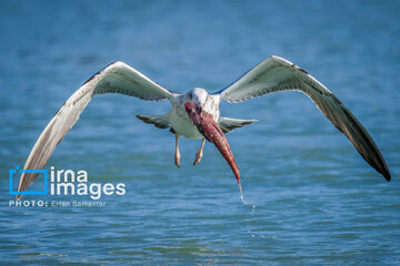 Observation ornithologique en Iran