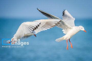 Observation ornithologique en Iran