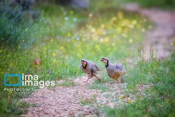 Observation ornithologique en Iran