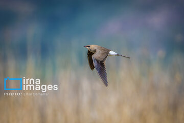 Observation ornithologique en Iran