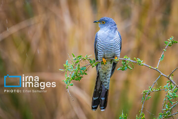 Observation ornithologique en Iran