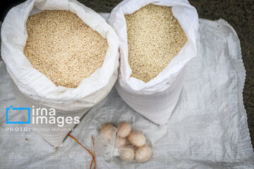 Récolte de riz dans la province de Gīlān