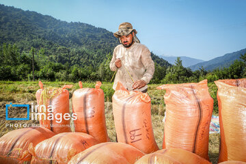 Récolte de riz dans la province de Gīlān