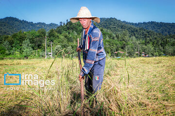 Récolte de riz dans la province de Gīlān