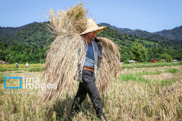 Récolte de riz dans la province de Gīlān