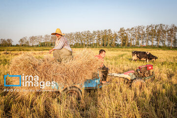 Récolte de riz dans la province de Gīlān