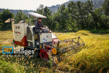 Récolte de riz dans la province de Gīlān